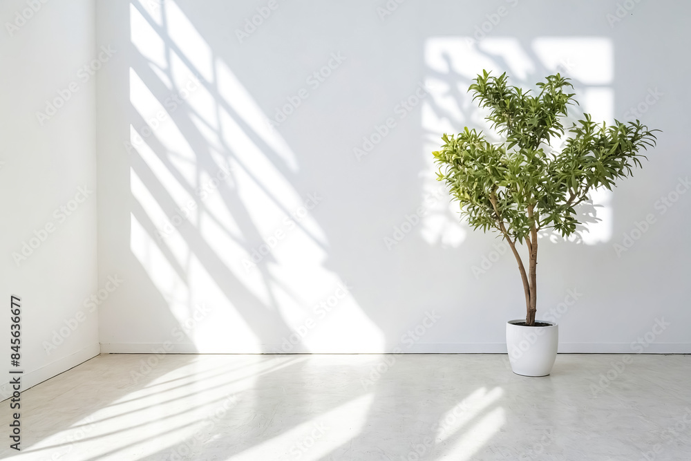 Minimalist White Room With Plant And Sunlight Minimalist White Room With Plant And Sunlight