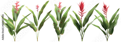 Various combinations of ginger flowers with palm fronds, isolated on transparent background