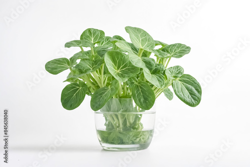 Fresh Green Leaves in a Glass of Water