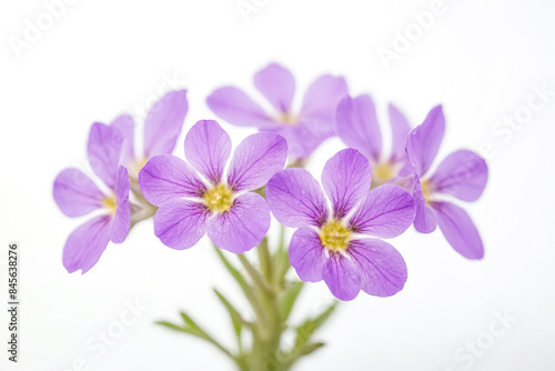 Delicate purple flowers on white background