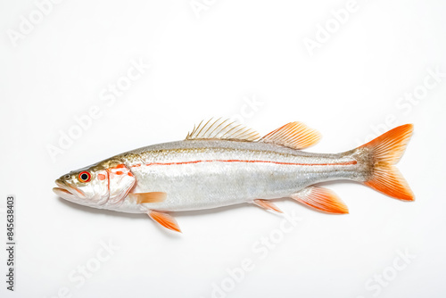 Fresh Red Snapper Fish on White Background