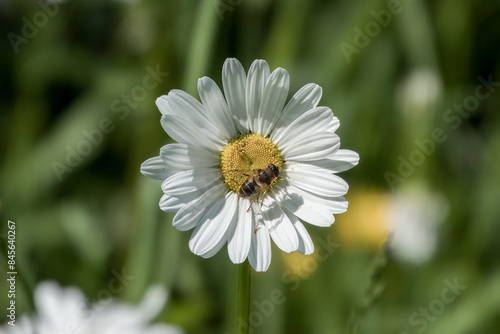 tapered drone fly with sahdow on an ox eye daisy with a blurred green background