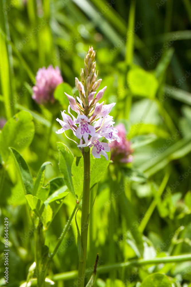 The Common Spotted orchid is the county flower of West Lothian The Common Spotted orchid is the county flower of West Lothian