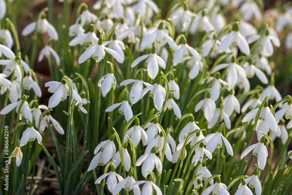 White bell shaped flowers of Snowdrops Galanthus nivalis White bell shaped flowers of Snowdrops Galanthus nivalis