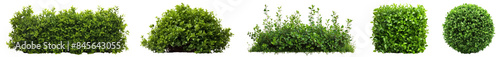 Bush png element set on transparent background