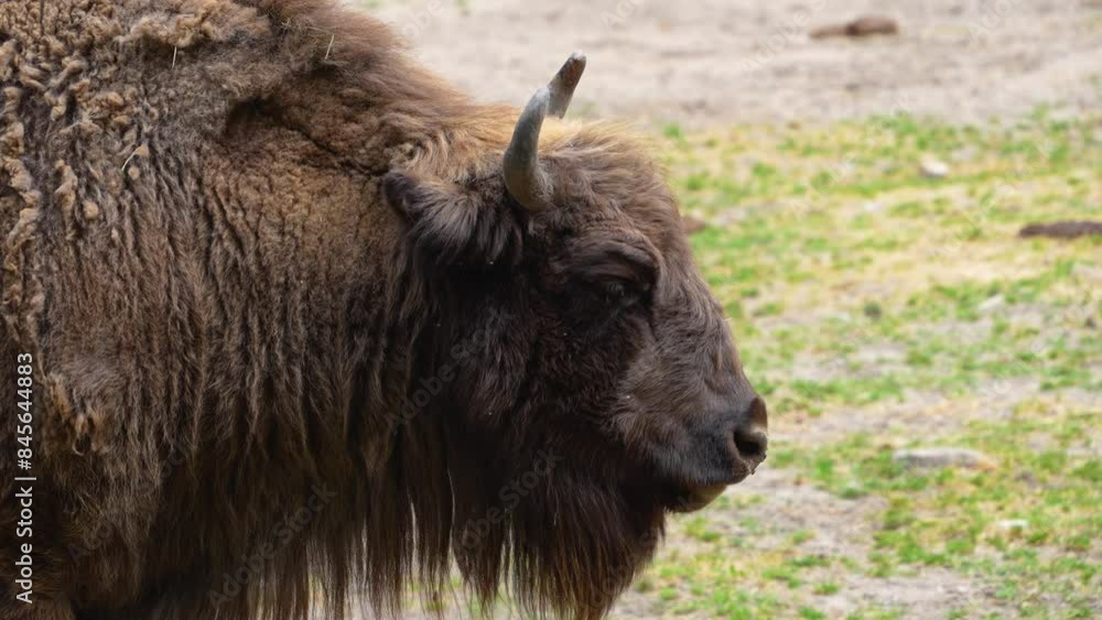 Close up of Bison head chewing on a sunny day Close up of Bison head chewing on a sunny day