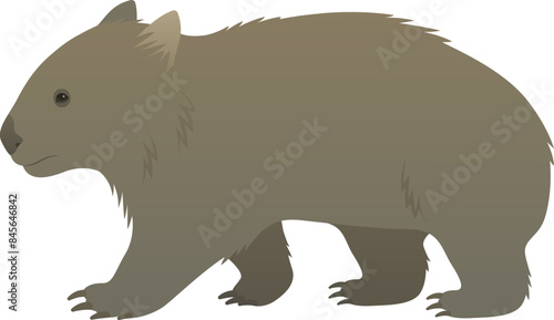 Color vector realistic illustration of wombat side view. Wild marsupial animal isolated on white background. Wildlife of Australia.