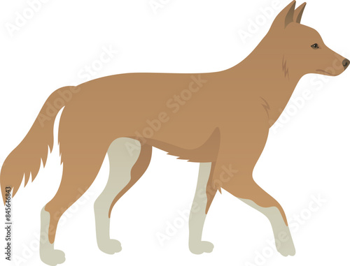 Foto Color vector realistic illustration of Australian dingo dog side view