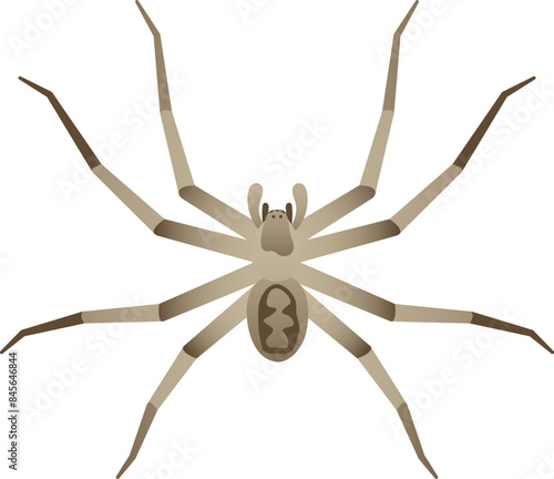 Color vector realistic illustration of giant huntsman spider. Wild arachnid isolated on white background. Wildlife of the world.