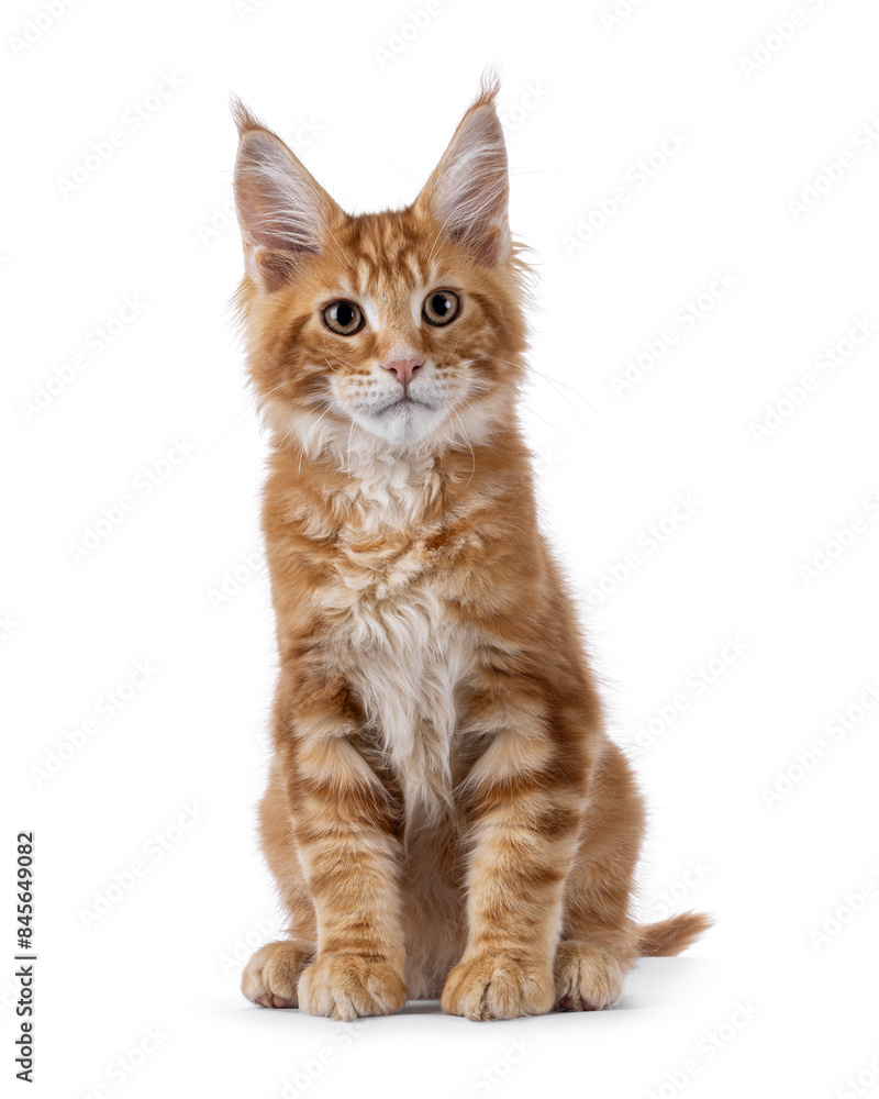Curious red Maine Coon cat kitten, sitting up facing front. Looking beside camera. Isolated on a white background. Curious red Maine Coon cat kitten, sitting up facing front. Looking beside camera. Isolated on a white background.