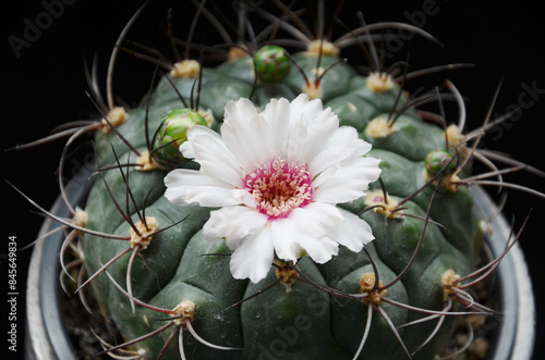 Gymnocalycium saglionis, soft pink flower
