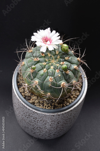 Gymnocalycium saglionis, soft pink flower photo