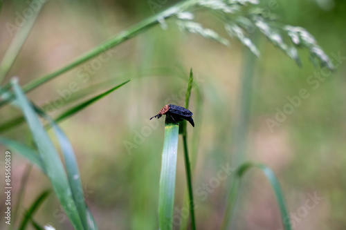 Beetle on a blade of grass photo