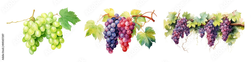 Fototapeta premium Branch of grape set