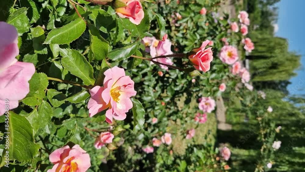 Blooming pink rose, flowers close-up. Flowers in a park or garden. Gardening. Growing roses. Beautiful pink flowers, natural background. Roses in full bloom Blooming pink rose, flowers close-up. Flowers in a park or garden. Gardening. Growing roses. Beautiful pink flowers, natural background. Roses in full bloom