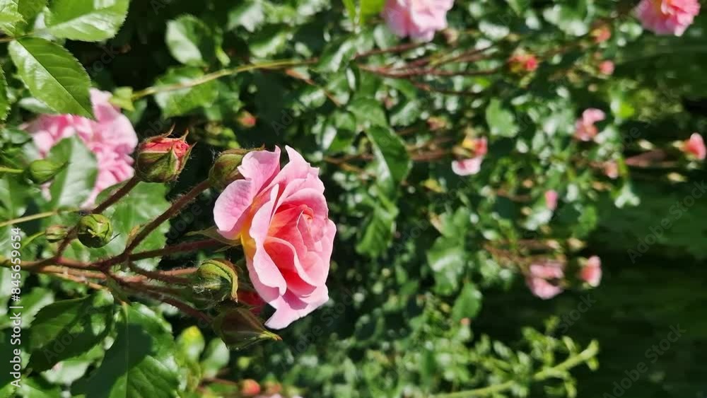 Blooming pink rose, flowers close-up. Flowers in a park or garden. Gardening. Growing roses. Beautiful pink flowers, natural background. Roses in full bloom Blooming pink rose, flowers close-up. Flowers in a park or garden. Gardening. Growing roses. Beautiful pink flowers, natural background. Roses in full bloom
