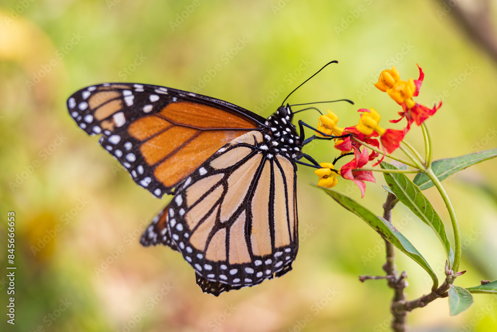 Common tiger butterfly (Danaus genutia) on Mexican Butterfly Weed in Cano Negro Wildlife refuge in Costa Rica Common tiger butterfly (Danaus genutia) on Mexican Butterfly Weed in Cano Negro Wildlife refuge in Costa Rica