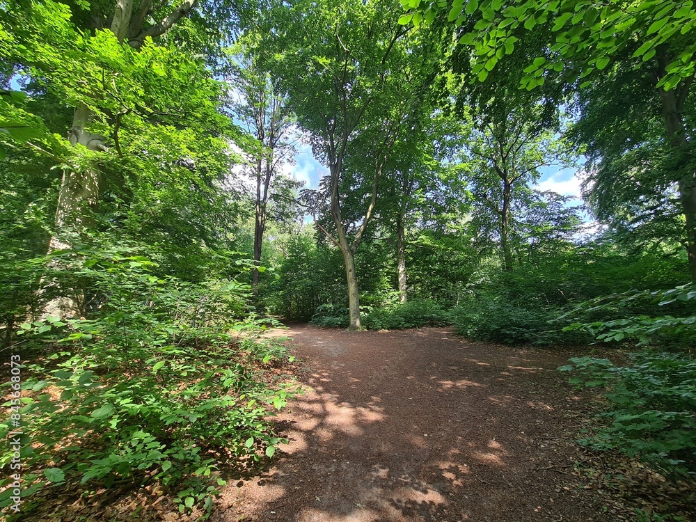 nature path in Plänterwald Forest in Berlin Treptow/Köpenick nature path in Plänterwald Forest in Berlin Treptow/Köpenick