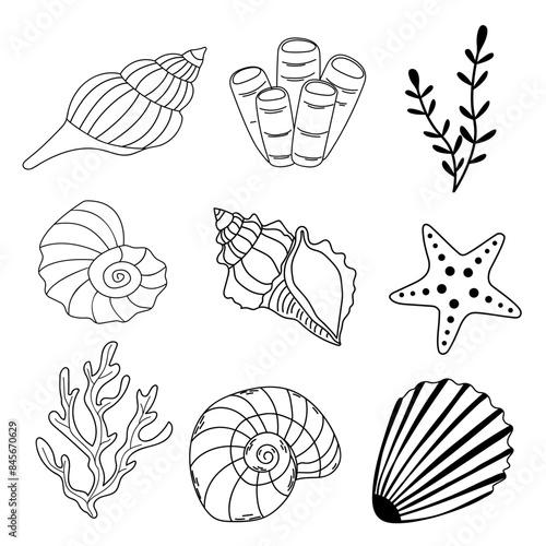 Set of doodle seashells, algae, starfish. Summer vector illustration.