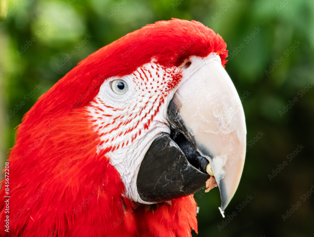Colorful exotic parrot closeup of the red macaw. A scarlet macaw, resplendent in brilliant hues of red, blue, and yellow, perched against a lush tropical backdrop. Colorful exotic parrot closeup of the red macaw. A scarlet macaw, resplendent in brilliant hues of red, blue, and yellow, perched against a lush tropical backdrop.
