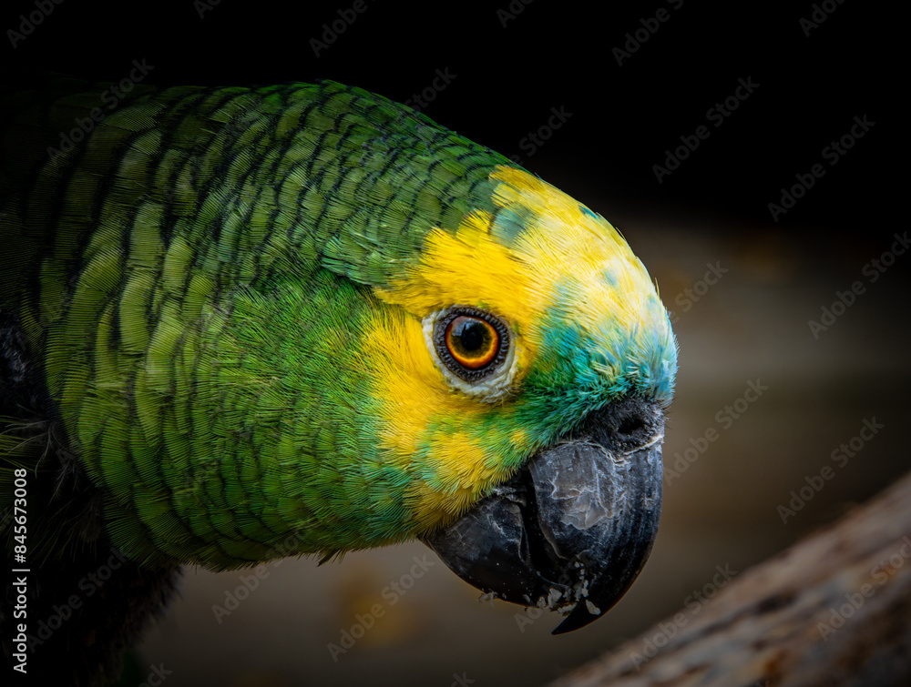 Fototapeta premium Yellow-naped Parrot (Amazona auropalliata). close up of a green feathered parrot, close up of green parrot eye with copy space
