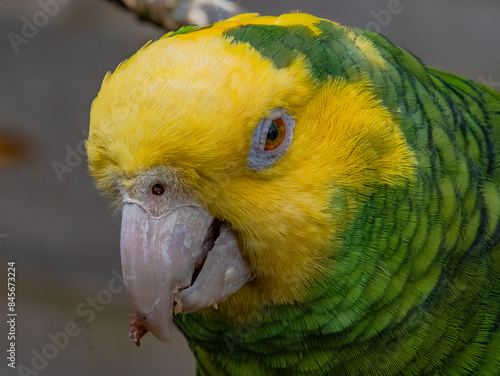 Yellow-naped Parrot (Amazona auropalliata). close up of a green feathered parrot, close up of green parrot eye with copy space photo