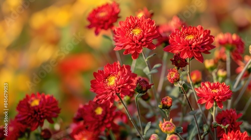 Red chrysanthemums blooming in the autumn garden