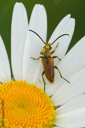 Vertical closeup on a European fairy-ring longhorn beetle, Pseudovadonia livida, on a white Leucanthemum vulgare photo