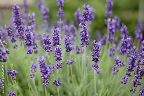 Blooming Lavender Field in Summer