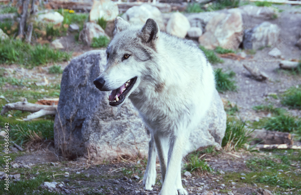 Obraz premium Image of a grey wolf in the grizzle and wolf rescue center. 