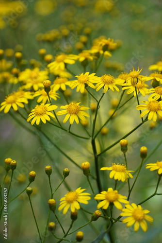 Close-up fresh yellow flowers grow wild in the meadow. Maria Mole (Senecio brasiliensis). © Karen Images