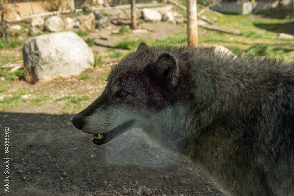 Fototapeta premium Image of a grey wolf in the grizzle and wolf rescue center. 