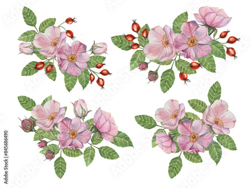 Red rosehip berries and Pink wild rose flowers with buds. Rosa canina plant branch in watercolor. Floral dogrose clipart for botanical design, greeting cards, invitations, scrapbooking, decoration