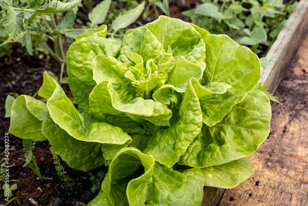 Green leaves of leaf lettuce, butter lettuce growing in the garden seedbed or greenhouse. Green butter lettuce vegetable or salad Green leaves of leaf lettuce, butter lettuce growing in the garden seedbed or greenhouse. Green butter lettuce vegetable or salad