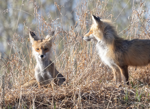 A male and female red fox sitting togehter photo