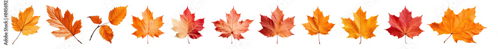 Fototapeta premium Autumn maple leaves design set