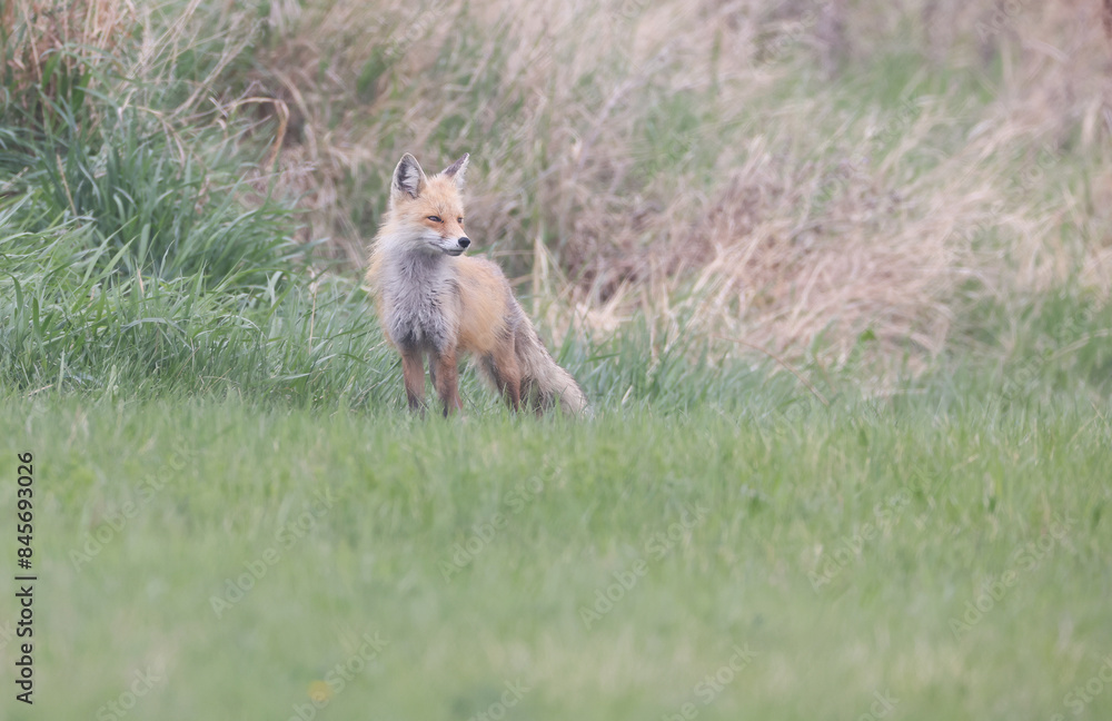 Fototapeta premium A fox standing on grass