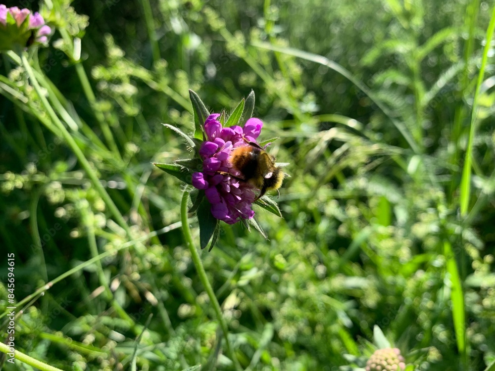 bee on a flower bee on a flower