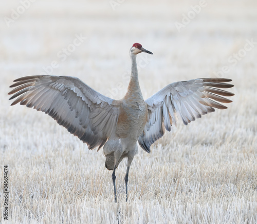 A sandhill crane with its wings fully spread 