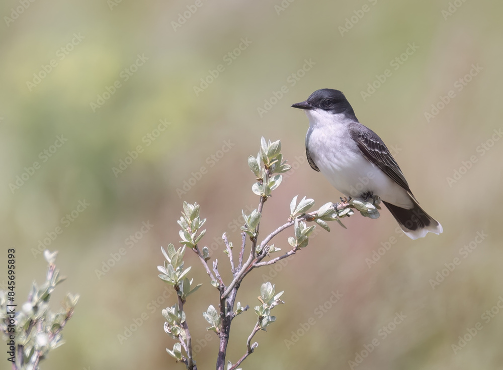 An eastern kingbird atop a branch An eastern kingbird atop a branch