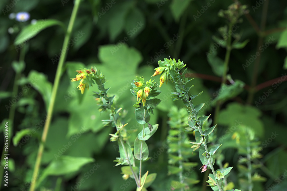 Fototapeta premium natural flower photos growing in rural areas