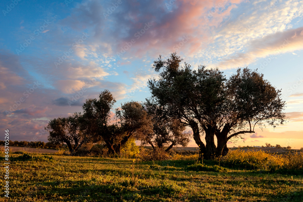 Fototapeta premium Olivos al amanecer