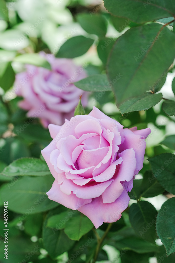Detailed close up of a pink rose blooming on a bush with vibrant green leaves surrounding it Detailed close up of a pink rose blooming on a bush with vibrant green leaves surrounding it