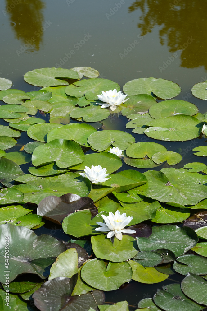 A pond is covered with vibrant water lilies in full bloom, creating a colorful and lively scene A pond is covered with vibrant water lilies in full bloom, creating a colorful and lively scene