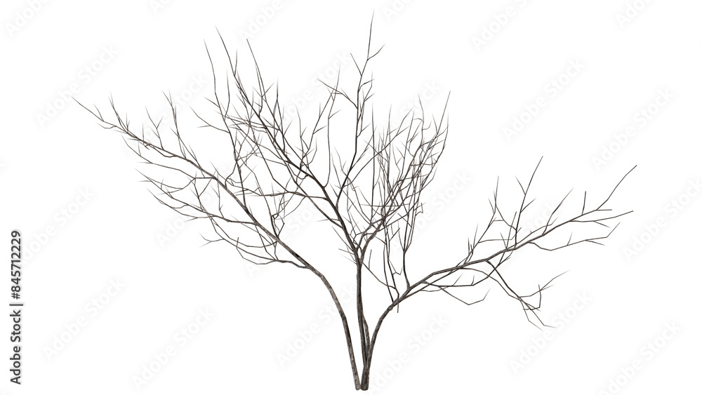 a dead tree that only has its trunk and branches left a dead tree that only has its trunk and branches left