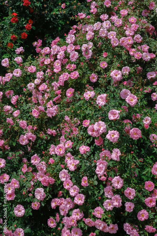 Fototapeta premium A vibrant bush of pink rose flowers blooming in a well-maintained garden
