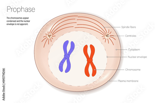 Stages of prophase. Cell division for education use. Cell cycle.