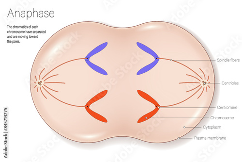 Stages of anaphase. Cell division for education use. Cell cycle.