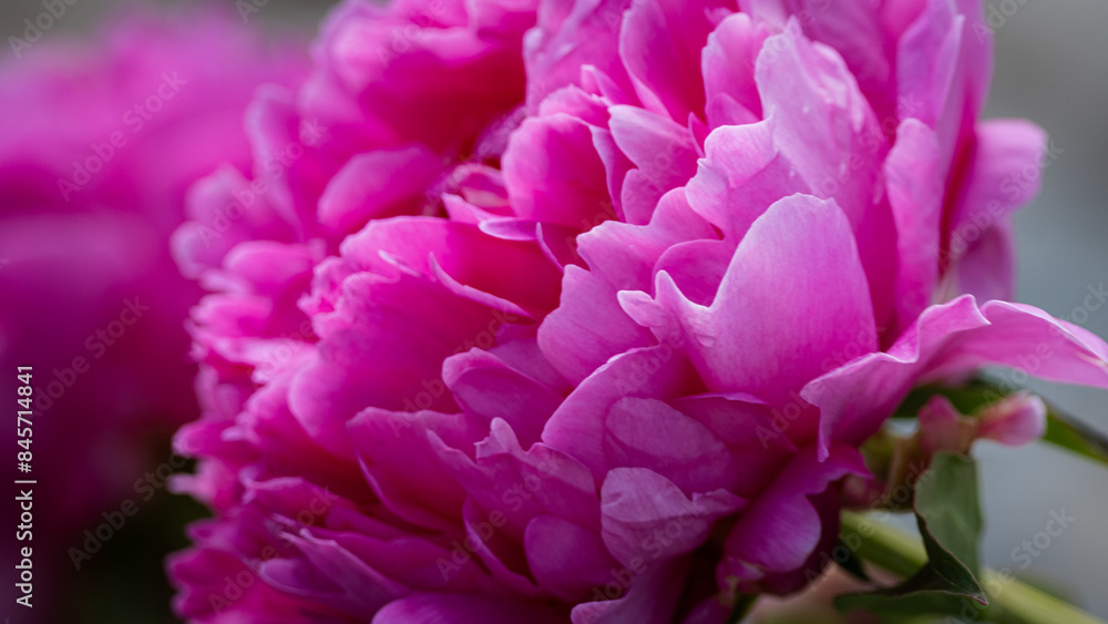 Vibrant Pink Peony in Full Bloom