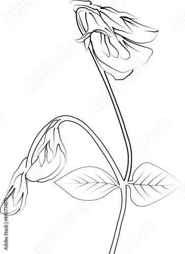 Sweet pea botanical illustration, sweet pea vector art, sweet pea line drawings, sweet pea wall decor, sweet pea isolated on white background, sweet pea flower clip art, green sweet pea drawings